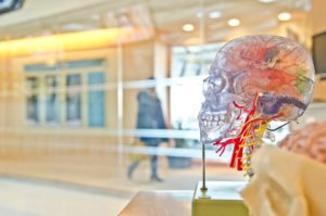 Image of an artificial skull with brain visualisation